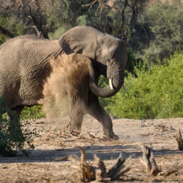 Namibia on the road: it’s time for Africa!