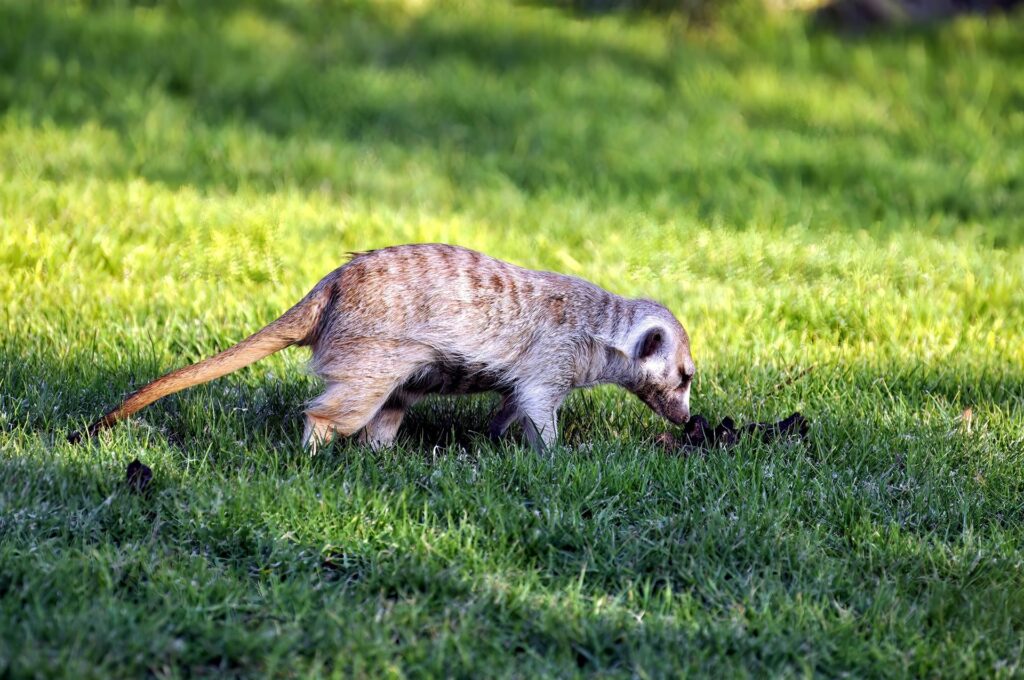 e poi c&#039;è lui, una specie di mangusta striata