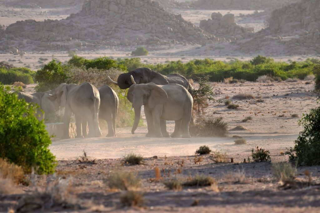 un momento di pace: gli elefanti sono creature magiche