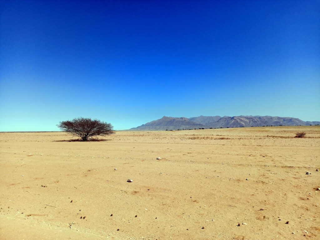 e alberelli che sono piccole, coriacee isole di solitudine