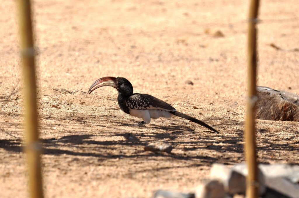piccolo bucero africano, che qui chiamano &quot;co-co&quot;