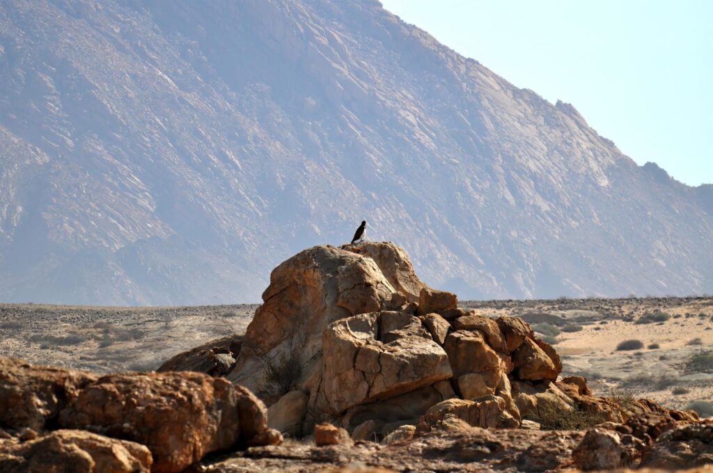 Rapace, perfettamente immobile