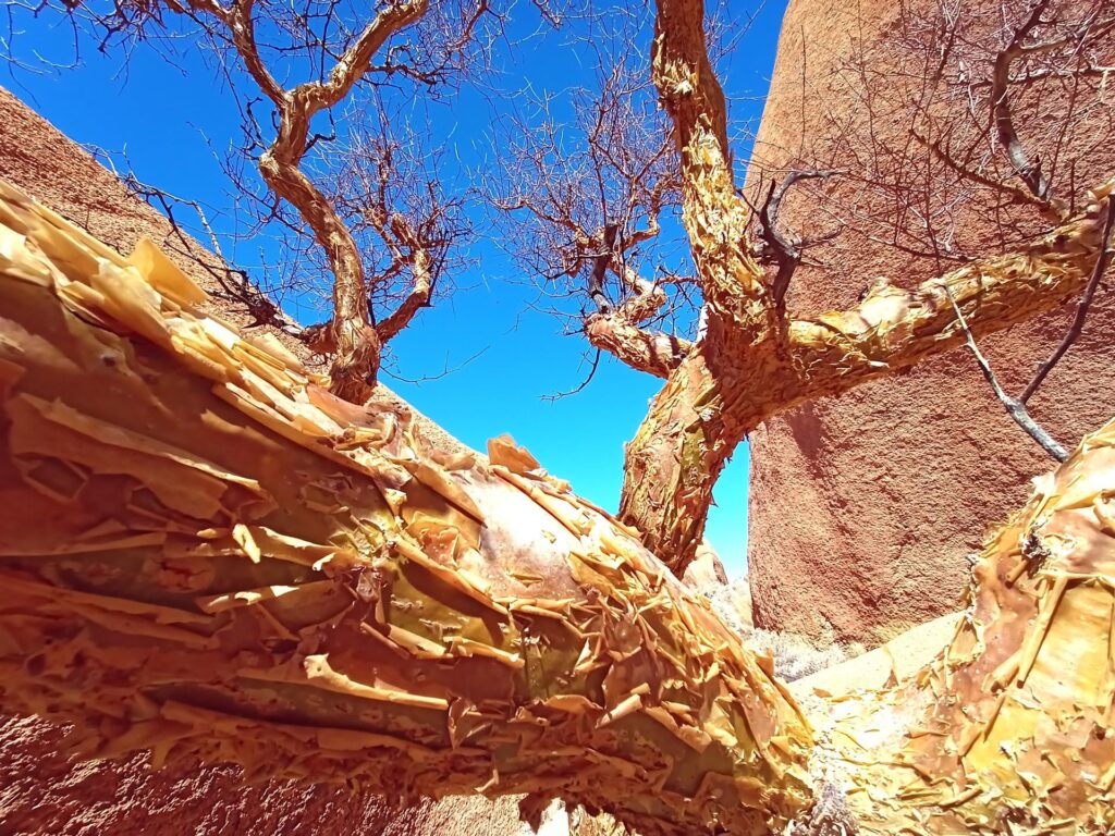 e questi alberi che si spellano, forse hanno preso troppo sole :D