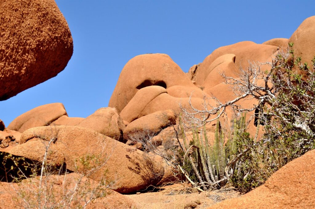 ancora vegetazione in mezzo a onde di roccia