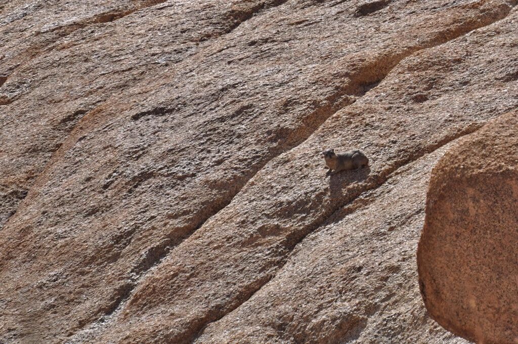 e questo non sappiamo cosa sia: sembra un ibrido tra un topo gigante e una marmotta!
