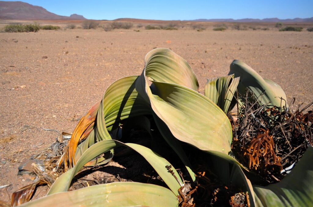 Ed eccola qua la Welwitschia mirabilis, che è mirabile davvero!
