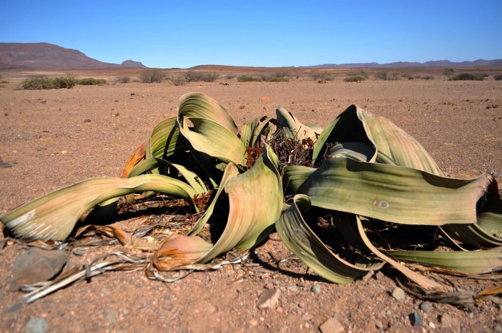 la Welwitschia e le sue foglie che sono in realtà solo due