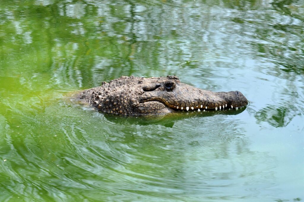 in acqua fanno una certa impressione