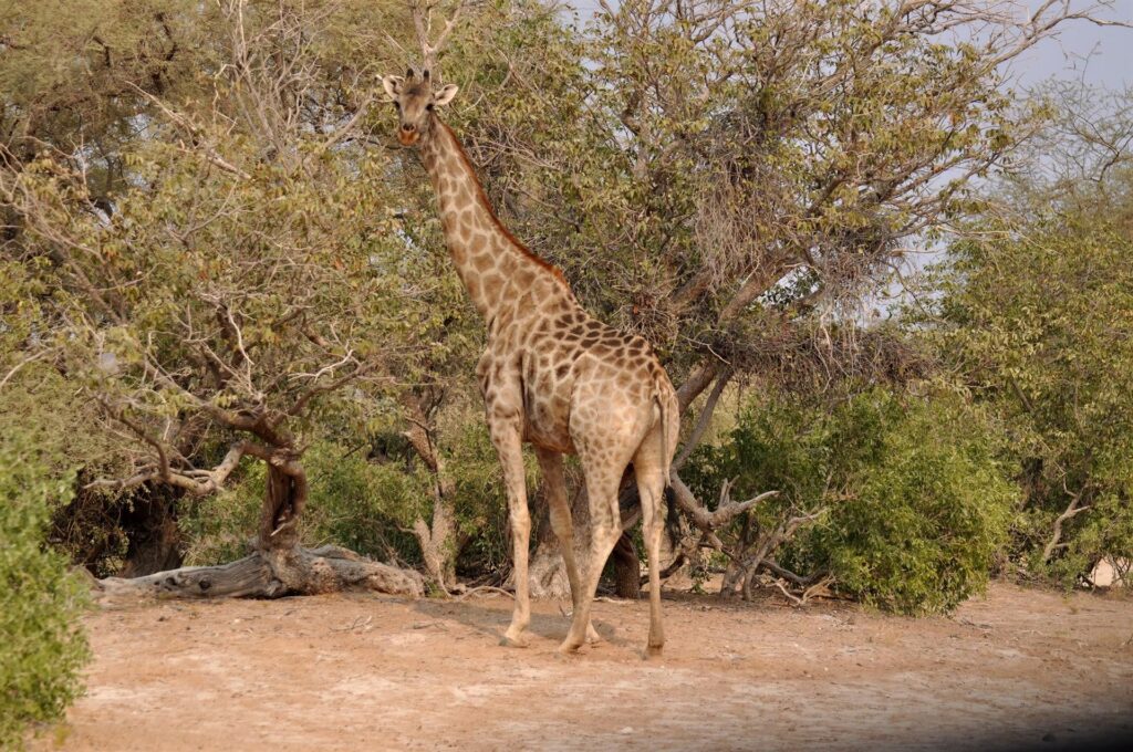 le giraffe sono animali schivi, con uno sguardo sempre abbastanza impaurito