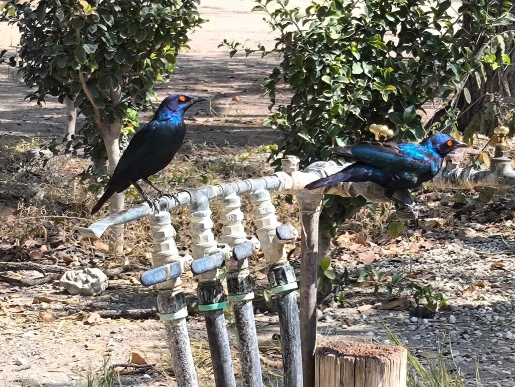 questi sembrano corvi, ma sono blu!