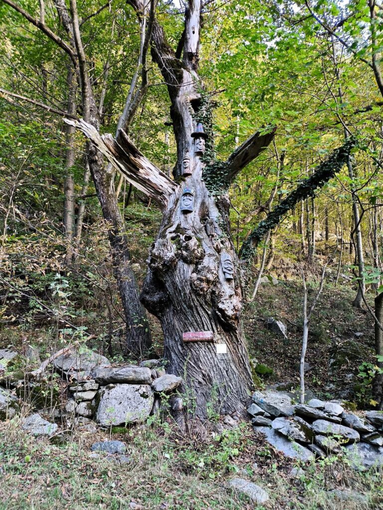 Bellissimo albero lungo il sentiero di avvicinamento addobbato con maschere e frasi in dialetto locale