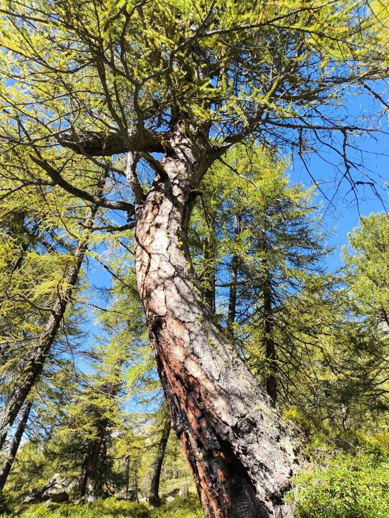 larici... forse tra una settimana saranno gialli