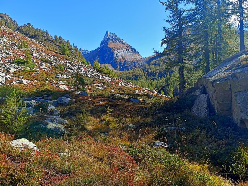 usciti dalla quota bosco compaiono i mirtilli... tanti mirtilli