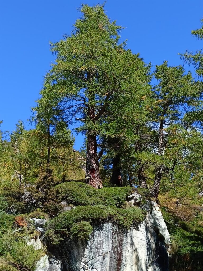 grande albero su grande masso