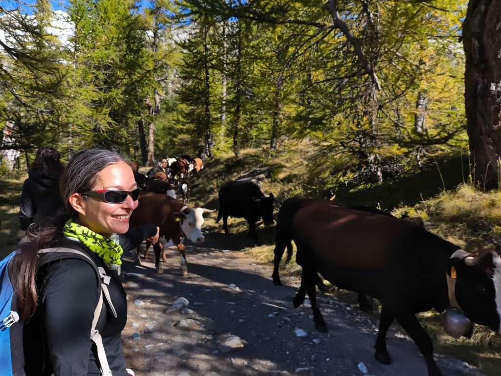 è il momento dell&#039;anno in cui le mucche &quot;perdono quota&quot;: qui nel loro stagionale cammino, che si è incrociato con il nostro!