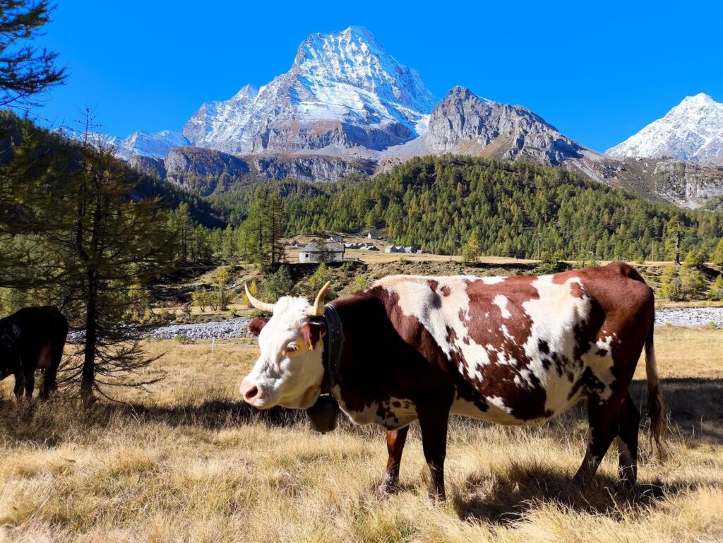 graaaande mucca con graaaande montagna