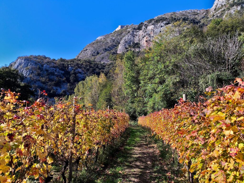 Gli splendidi vigneti attraverso i quali si passa per raggiungere il settore Roda del Canal