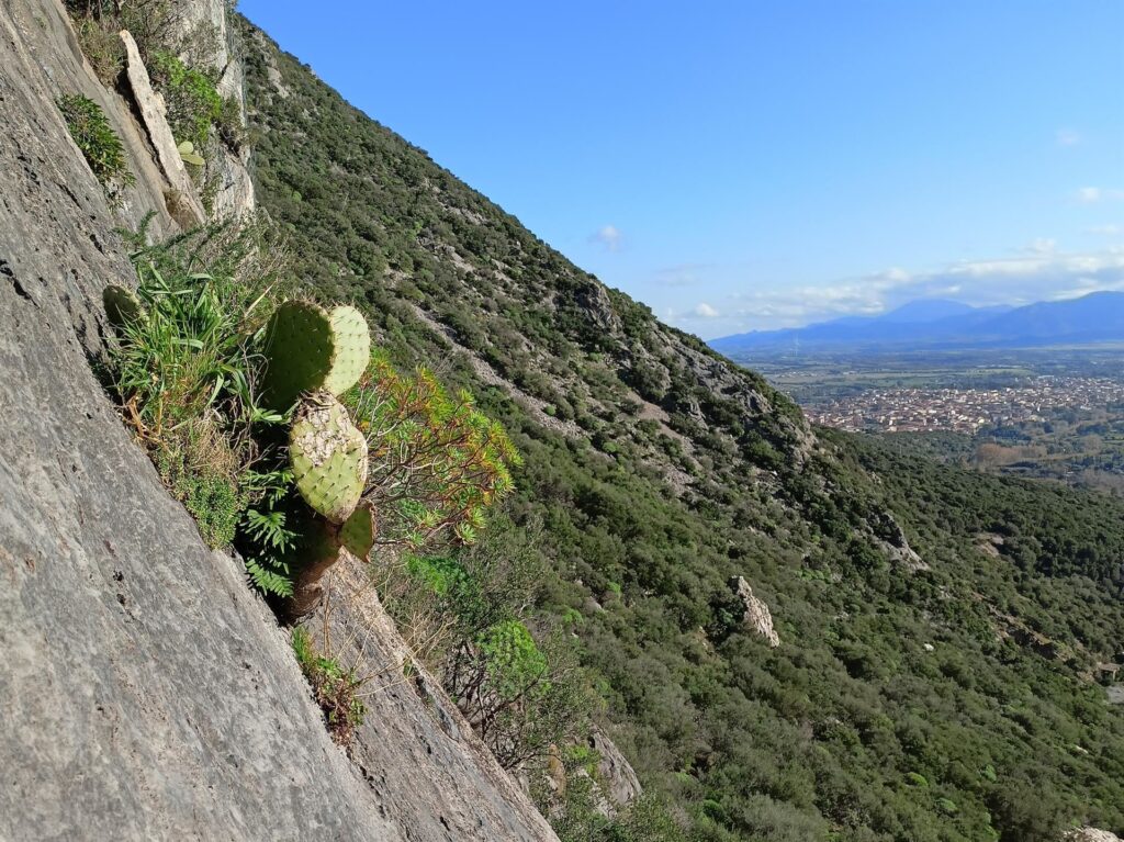 e ogni tanto... qualche cactus!
