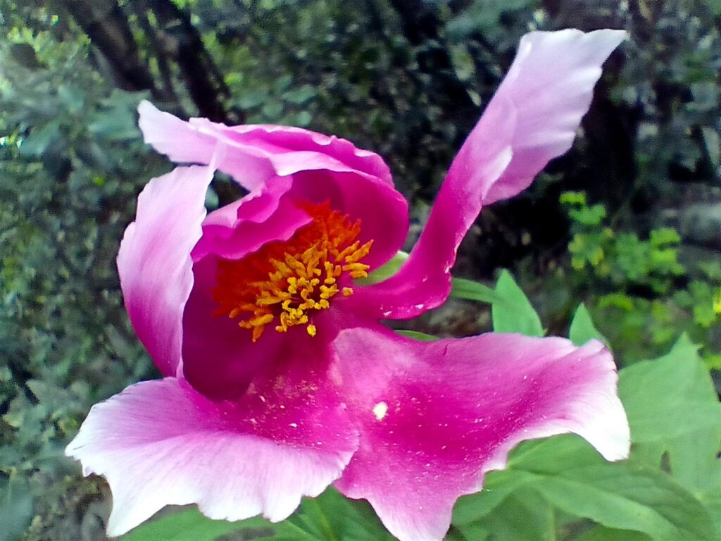 Usciti dalla via, ci attende questa peonia che contrasta tantissimo nel verde del bosco