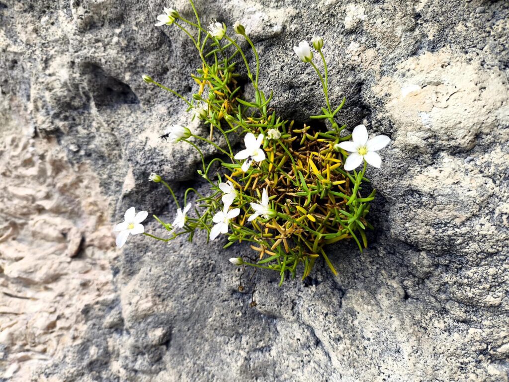 Fiori che escono dalle rocce alla sosta del primo tiro