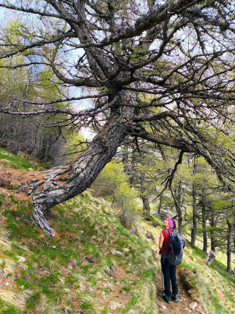 Erica nel boschetto poco a monte dell&#039;alpe di Mezzo