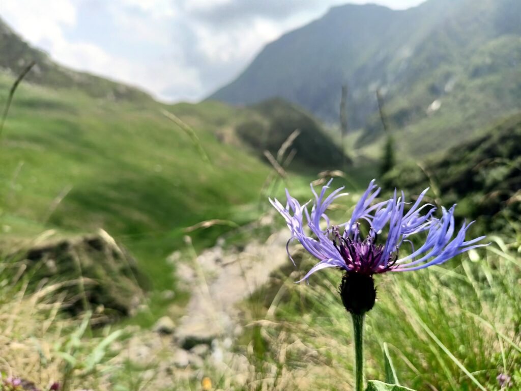 fiordaliso montano