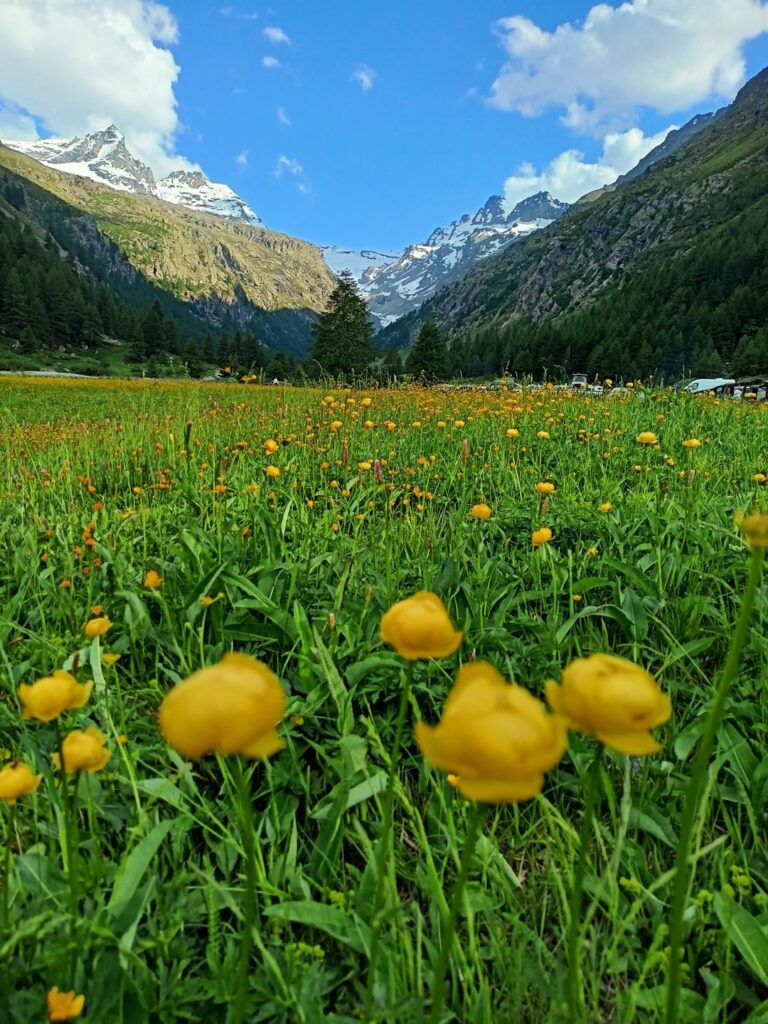 la piana di Pont di Valsavarenche coperta di fiori