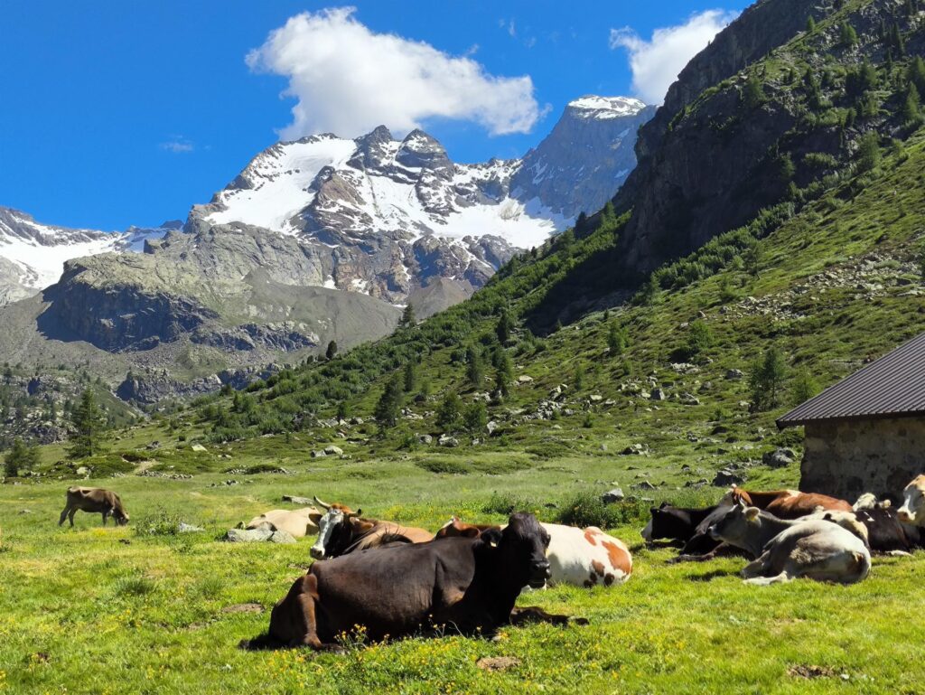 Al pomeriggio, le mucche della Malga Dosdè sono tutte sul prato a godersi il sole