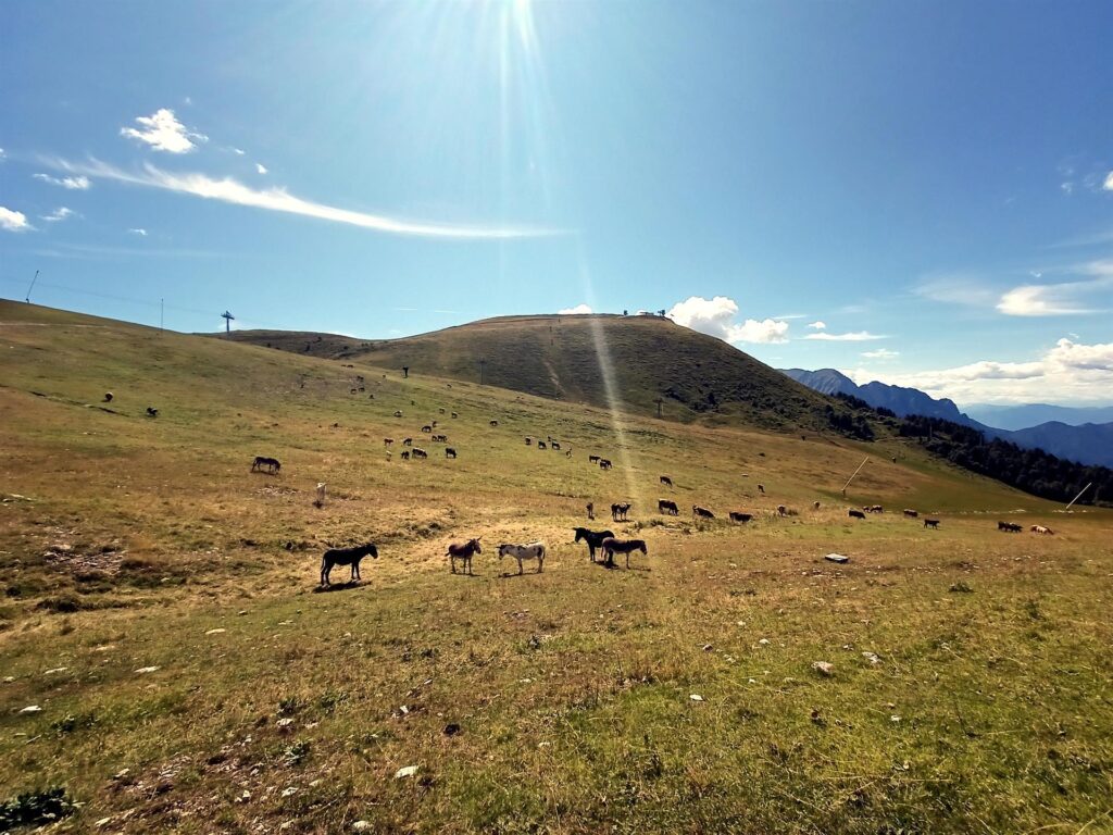 D&#039;inverno piste da sci, d&#039;estate sterminati pascoli per le bestiole!