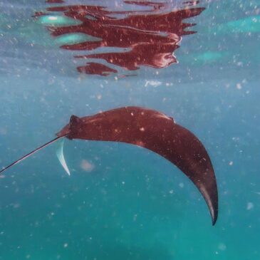 Indonesia Sotto / Sopra: sopra la montagna, sotto il mare – Il nostro viaggio in breve
