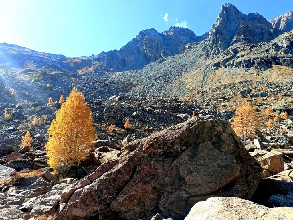 la vegetazione si fa sempre più rada, qui i larici sembrano fiamme solitarie