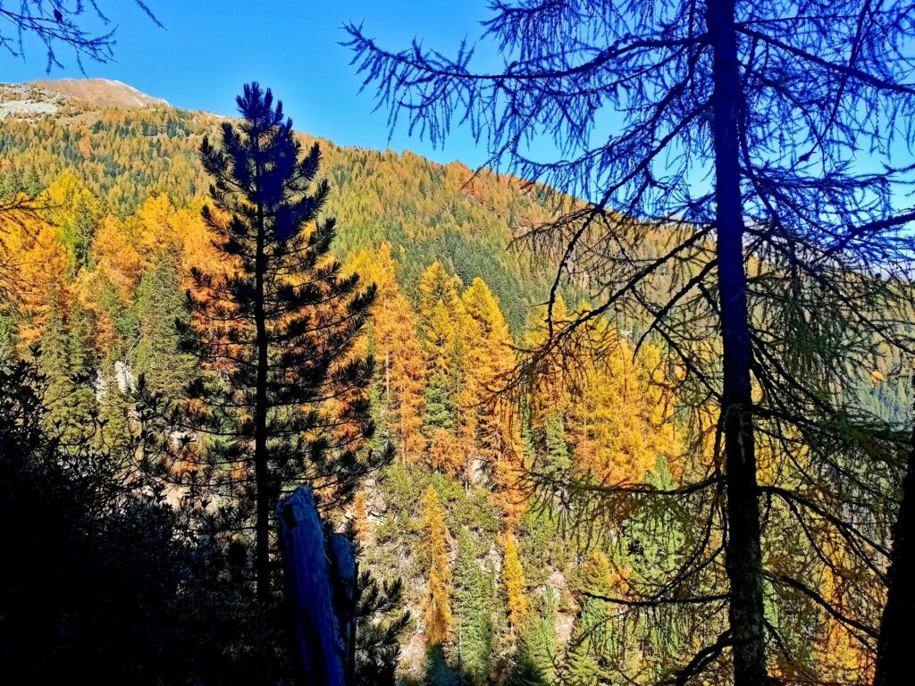 da subito il sentiero si inoltra nel bosco di larici