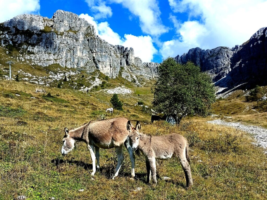 Asinelle e asinelli
