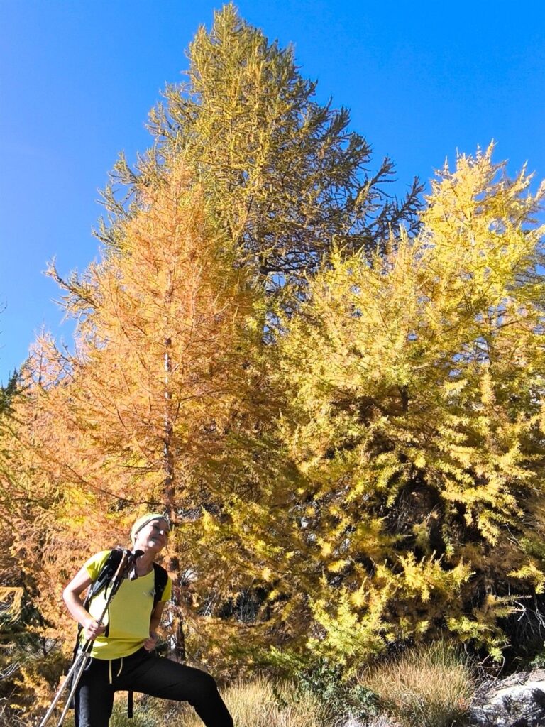 Erica oggi vestita come i larici
