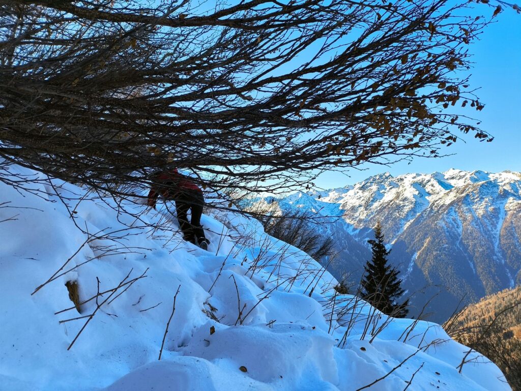 ravanage tra i cespugli