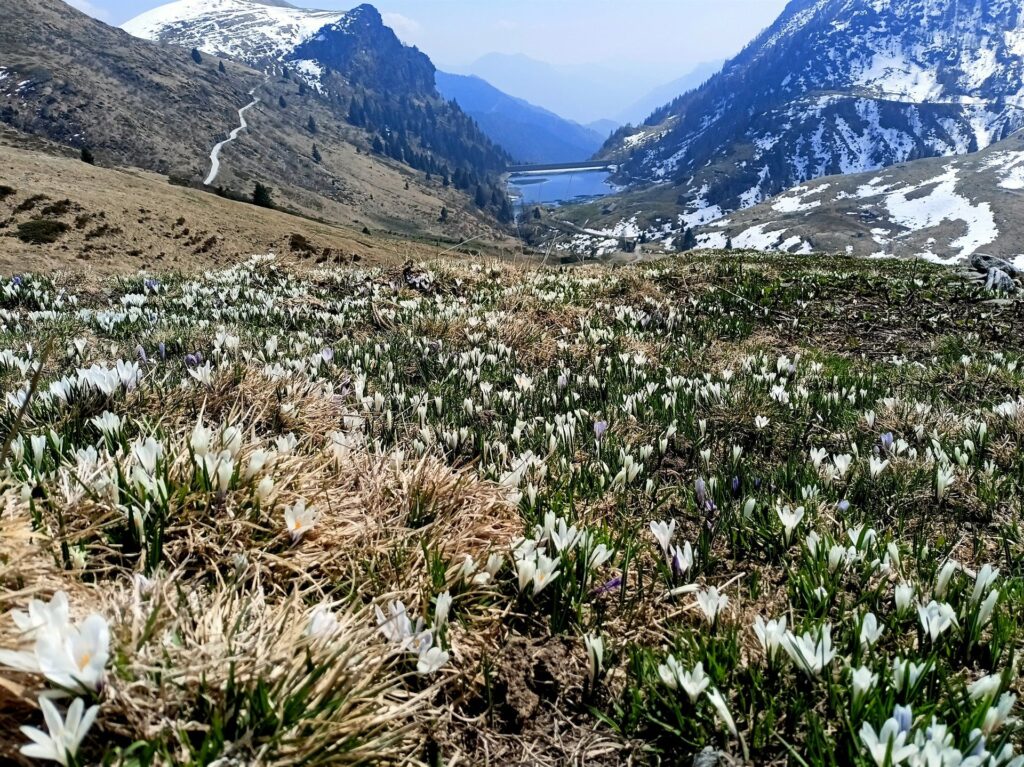 distese di crocus ai nostri piedi