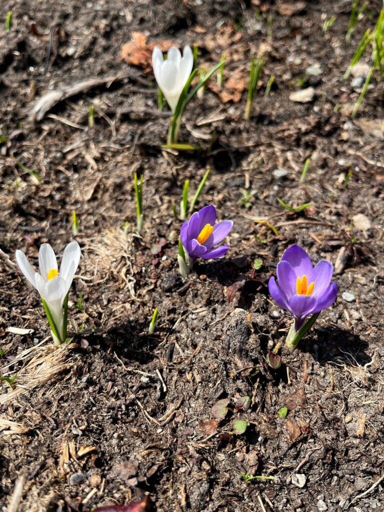 dettaglio dei crocus che punteggiano i prati