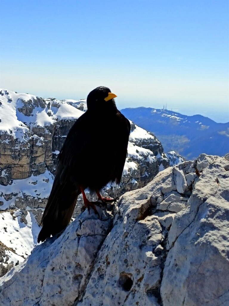 Gracchio fotomodello che si lascia immortalare in tutte le pose Gracchio fotomodello che si lascia immortalare in tutte le pose