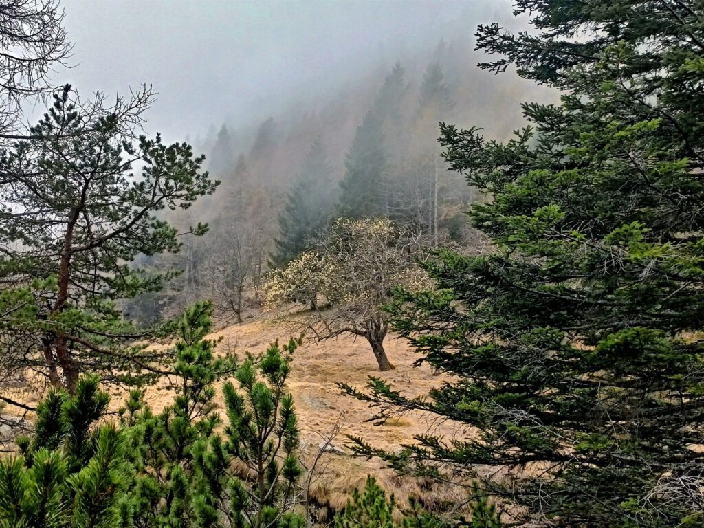 albero solitario in una radura