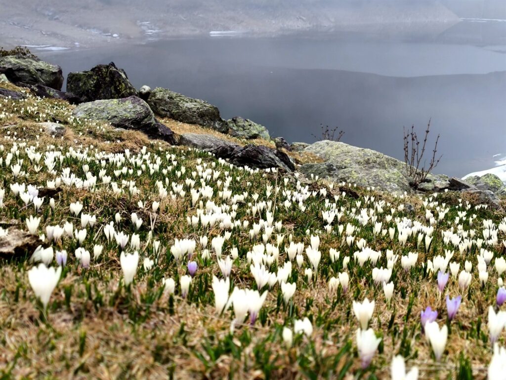 e la primavera che preme sui pascoli, lungo le sponde del lago di Val Mora