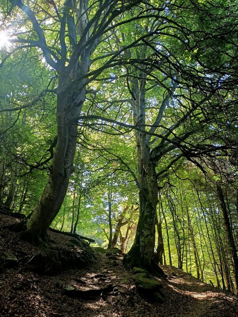 la salita dal Rifugio Roccoli Lorla ci da il benvenuto così: quasi una porta per chissà quale mondo la salita dal Rifugio Roccoli Lorla ci da il benvenuto così: quasi una porta per chissà quale mondo