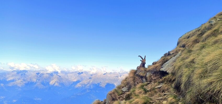 lungo la Normale del Monte Legnone, uno dei tanti stambecchi
