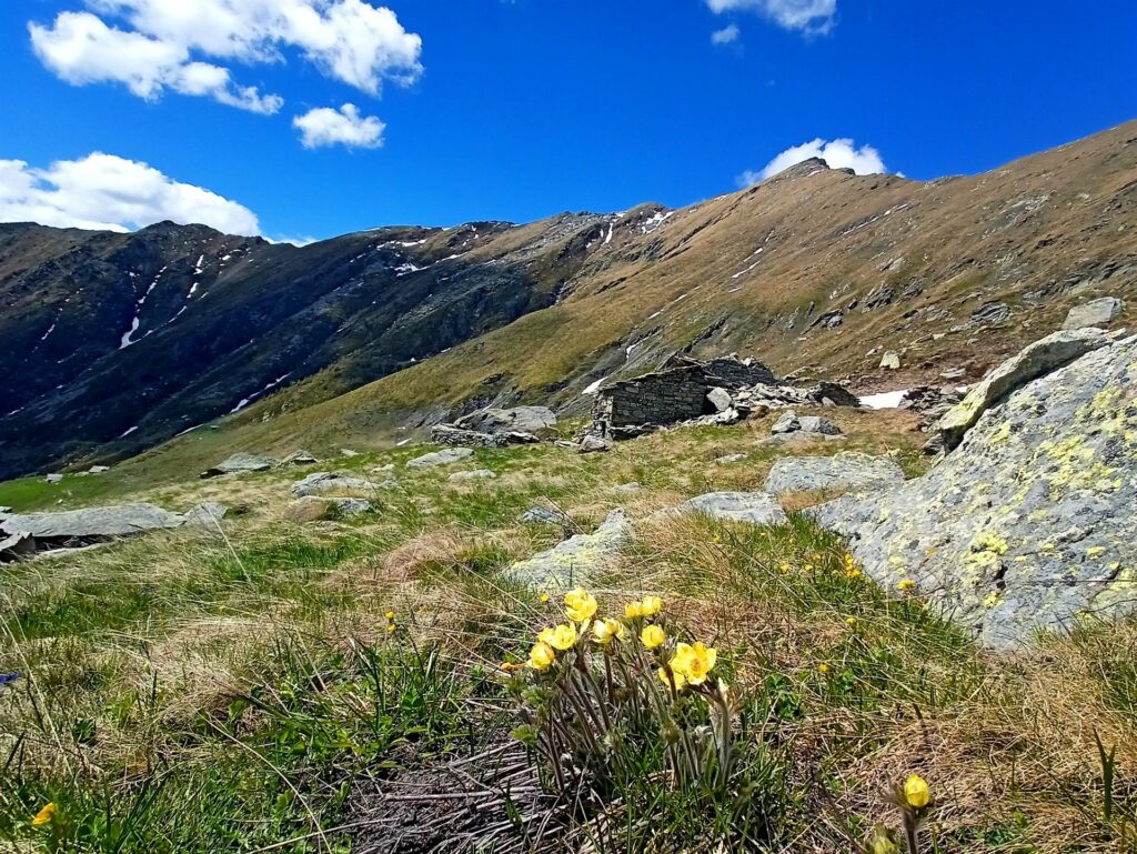 fiori bellissimi punteggiano gli alpeggi: sono pelosi... avranno freddo anche loro!