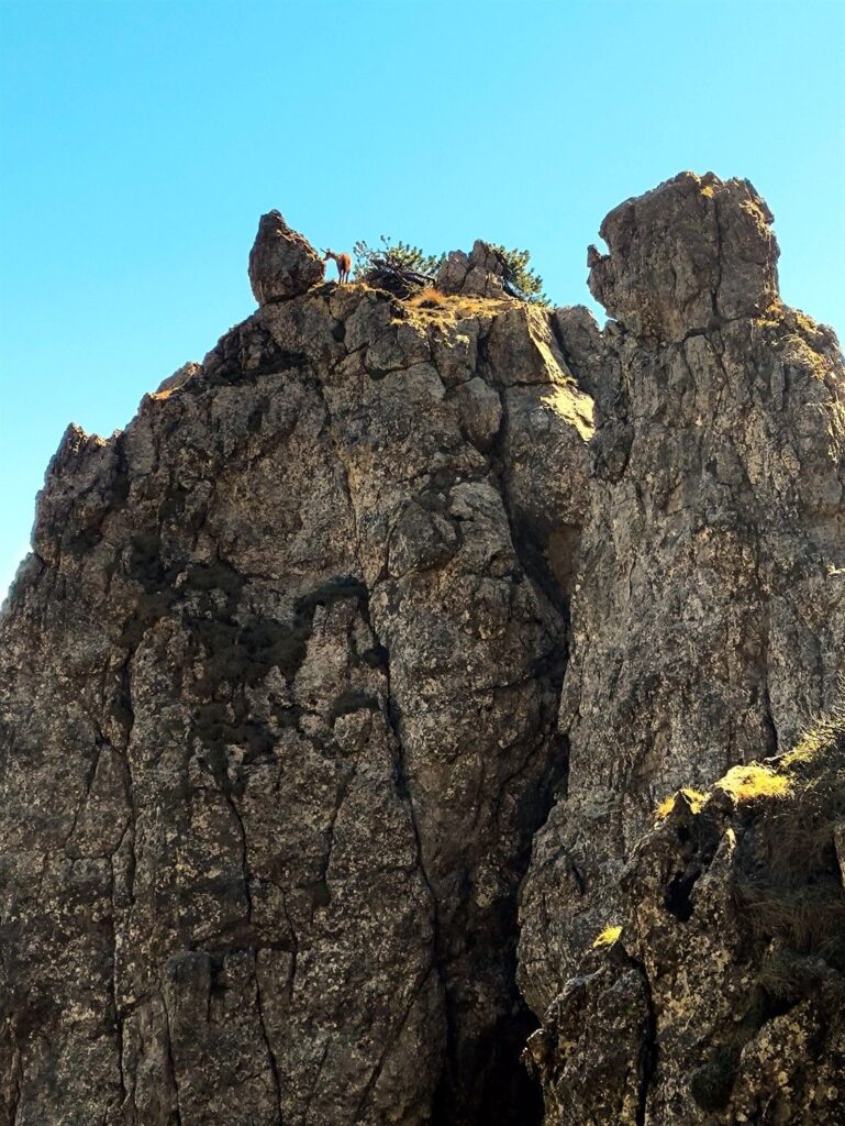 un camoscio sembra interessato ai nostri movimenti e ci osserva dalla guglia vicina un camoscio sembra interessato ai nostri movimenti e ci osserva dalla guglia vicina