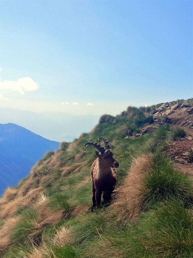 stambecchi che non si spostano manco a cannonate stambecchi che non si spostano manco a cannonate