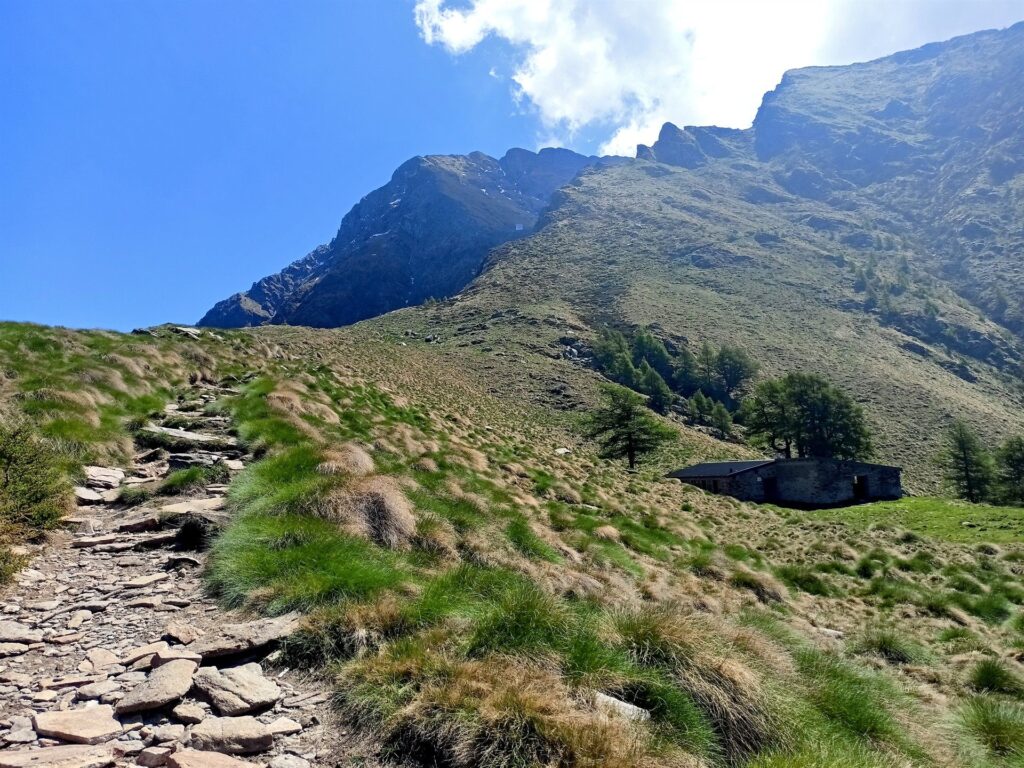 qua siamo già all'Alpe Agrogno Alta: ultimi alberi ad alto fusto per noi qua siamo già all'Alpe Agrogno Alta: ultimi alberi ad alto fusto per noi