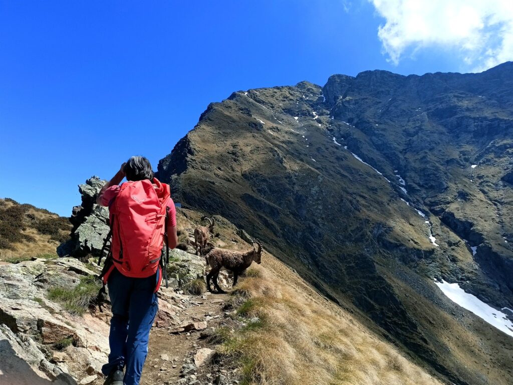 altri stambecchi lungo il sentiero che brucano sereni altri stambecchi lungo il sentiero che brucano sereni