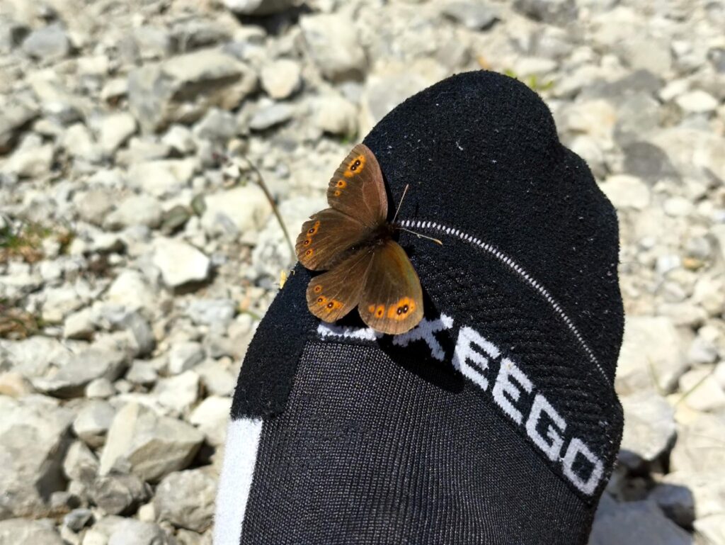 Questa farfalla apprezzava parecchio l'odore dei miei piedi :D Questa farfalla apprezzava parecchio l'odore dei miei piedi :D