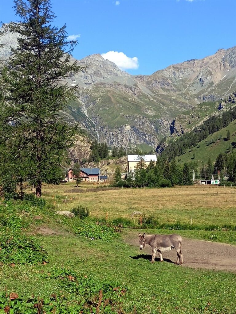 siamo appena arrivati al Pian della Mussa, iniziamo a interagire con i local!