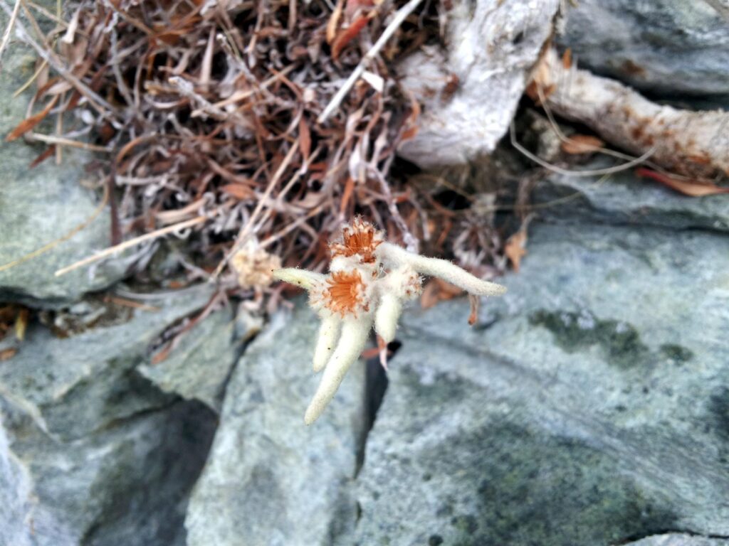 Macro di una stella alpina che sbuca accanto alla cascata....ce ne sono diverse lì attorno Macro di una stella alpina che sbuca accanto alla cascata....ce ne sono diverse lì attorno